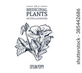 Vector hand drawn herb. Botanical plant illustration. Vintage medicinal herb sketch. Opium poppy.