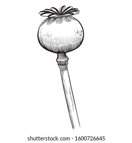 Vector hand drawn herb. Botanical plant illustration. Vintage medicinal herb sketch. Opium poppy.