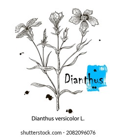 Vector hand drawn herb. Botanical plant illustration. Vintage medicinal herb sketch. Dianthus.