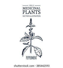 Vector hand drawn herb. Botanical plant illustration. Vintage medicinal herb sketch. Peppermint.