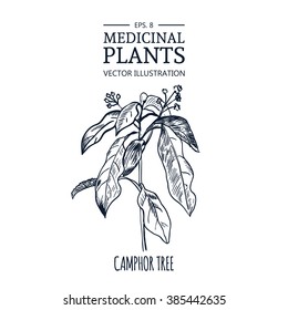 Vector hand drawn herb. Botanical plant illustration. Vintage medicinal herb sketch. Camphor tree.