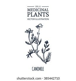 Vector hand drawn herb. Botanical plant illustration. Vintage medicinal herb sketch. Camomile.