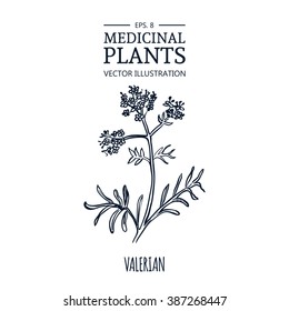 Vector hand drawn herb. Botanical plant illustration. Vintage medicinal herb sketch. Valerian