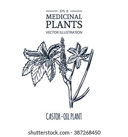 Vector hand drawn herb. Botanical plant illustration. Vintage medicinal herb sketch. Castor-oil plant