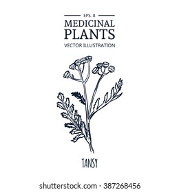 Vector hand drawn herb. Botanical plant illustration. Vintage medicinal herb sketch.Tansy