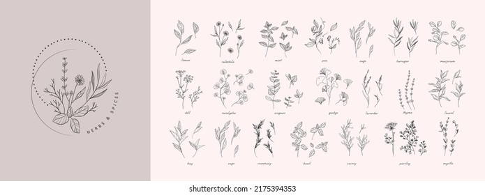 Vector hand drawn herbs and spices set. Vintage trendy botanical elements. Hand drawn line leaves branches and blooming. . Vector trendy greenery svg