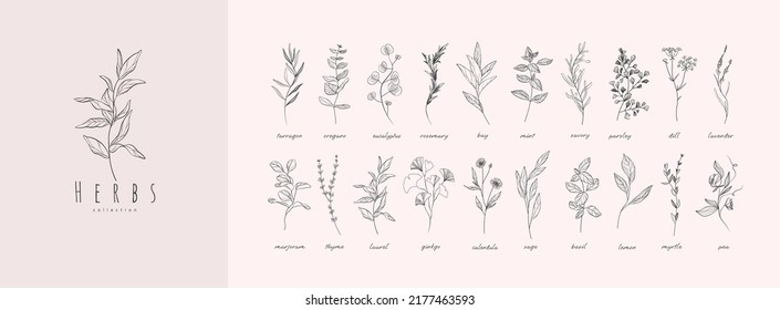 Vector hand drawn herbs and spices set. Vintage trendy botanical elements. Hand drawn line leaves branches and blooming. . Vector trendy greenery