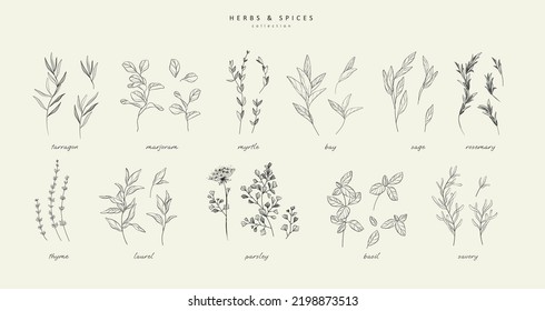 Vector hand drawn herbs and spices set. Vintage trendy botanical elements. Hand drawn line leaves branches and blooming. . Vector trendy greenery