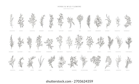 Handgezeichnete Vektorkräuter und Gewürze. Vintage trendige botanische Elemente. Handgezeichnete Linie verlässt Äste und blüht. . Vektorgrafik im Trend