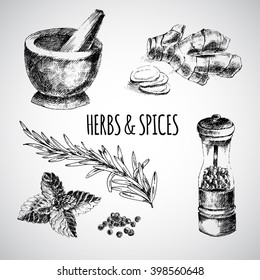 vector hand drawn herbs and spices - ginger, pepper, mint. sketch designer elements