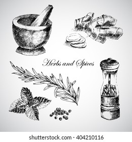 vector hand drawn herbs and spices - ginger, pepper, mint. herbs and spices sketch designer elements. herbs and spices ink drawing