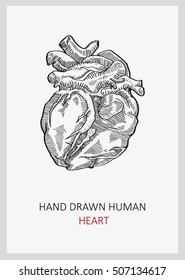vector hand drawn human heart black and white
