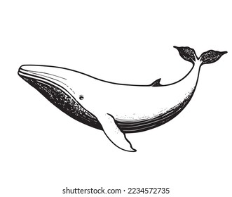 Vector hand drawn of humpback whale. Whale vintage sketch illustration logo