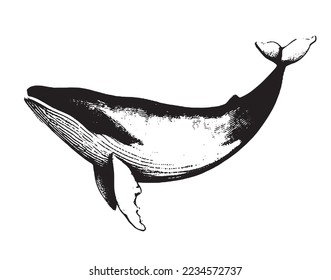 Vector hand drawn of humpback whale. Whale vintage sketch illustration logo