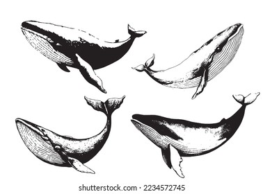 Vector hand drawn of humpback whale. Whale vintage sketch illustration logo