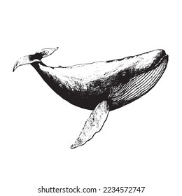 Vector hand drawn of humpback whale. Whale vintage sketch illustration logo