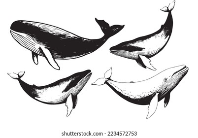Mano vectora de ballena jorobada. Logo de la ilustración del sketch de la ballena