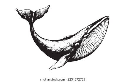 Mano vectora de ballena jorobada. Logo de la ilustración del sketch de la ballena