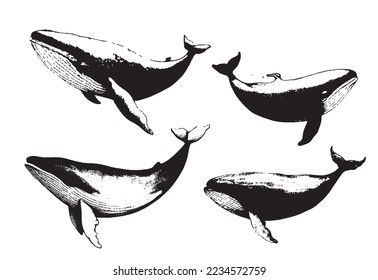 Vector hand drawn of humpback whale. Whale vintage sketch illustration logo