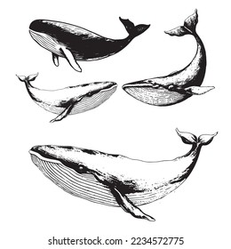 Mano vectora de ballena jorobada. Logo de la ilustración del sketch de la ballena
