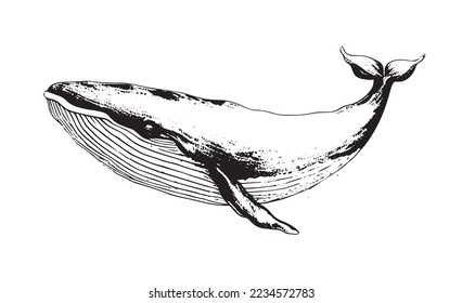 Mano vectora de ballena jorobada. Logo de la ilustración del sketch de la ballena