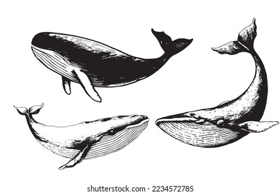 Vector hand drawn of humpback whale. Whale vintage sketch illustration logo