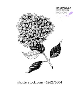 Vector hand drawn hydrangea. Isolated on white background. Engraved vintage botanical illustration. Use for wedding, birthday, party decoration, greeting cards, shop or brand promotion. 