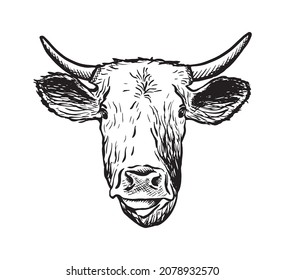 Vector hand drawn icon. Cow head. Isolated on white background.