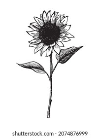 Icono dibujado a mano por vectores. Girasol. Aislado sobre fondo blanco.