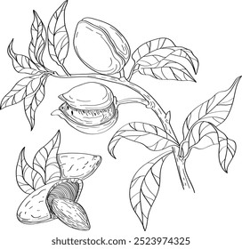 Vector hand drawn illustration of Almond. Garden leaves and branches. Trendy botanical element. Sketch cosmetic line art herbs and nuts. Fragrances, flavors.