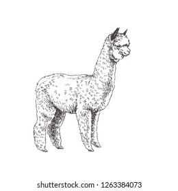 Vector hand drawn illustration of alpaca isolated on white. Sketch of cute animal.