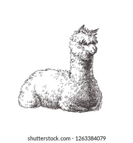 Vector hand drawn illustration of alpaca isolated on white. Sketch of cute animal.