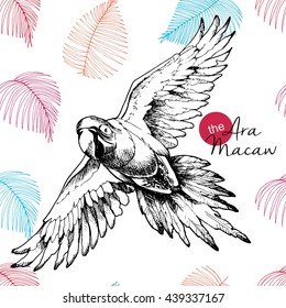 Vector hand drawn illustration of ara macaw parrot. Engraved vintage style exotic bird collection decorated with palm leaves. Wild animals portrait.