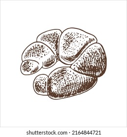 Vector hand drawn illustration of bagel, bun. Brown and white bread drawing isolated on white background. Sketch icon and bakery element for print, web, mobile and infographics.