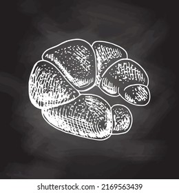 Vector hand drawn illustration of bagel, bun. White sketch isolated on black chalkboard. Sketch icon and bakery element for print, web, mobile and infographics.