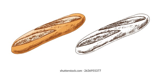 Vector hand drawn illustration of  baguette. Brown and white bread drawing isolated on white background. Sketch icon and bakery element for print, web, mobile and infographics.