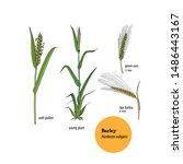 Vector hand drawn illustration of Barley plant, Hordeum vulgare, with leaves, stem, pollen, ears.  