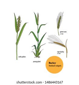 Vector hand drawn illustration of Barley plant, Hordeum vulgare, with leaves, stem, pollen, ears.  