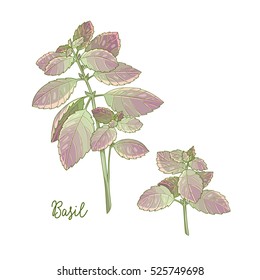 Vector Hand Drawn Illustration Of Basil Plant Isolated On White Background