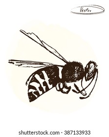 vector hand drawn illustration of bee on watercolor background