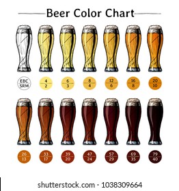 Vector hand drawn illustration of Beer color chart. Infographic of Color based on Standard Reference Method (SRM / Lovibond) and EBC - European Brewery Convention. 