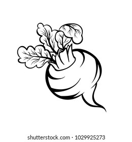 Vector hand drawn illustration of a beet. Outline doodle icon. Food sketch for print, web, mobile and infographics. Isolated on white background element.