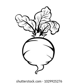 Vector hand drawn illustration of a beet. Outline doodle icon. Food sketch for print, web, mobile and infographics. Isolated on white background element.