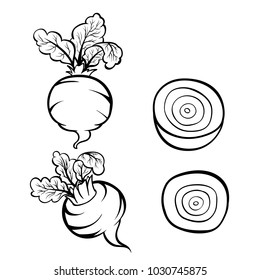 Vector hand drawn illustration of beet. Outline doodle icon. Food sketch for print, web, mobile and infographics. Isolated on white background element. Set