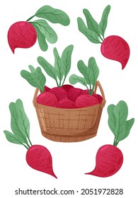 Vector hand drawn illustration of beetroots and basket with beets. Bright beet vegetables isolated on white background. Healthy organic beets with leaves and beetroot slices for autumn farm market.