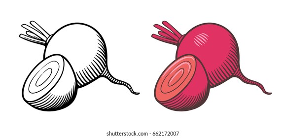 Vector hand drawn illustration beets  Whole beetroot   cross section  Outline   colored version