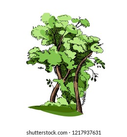 Vector hand drawn illustration of big colorful tree.Detailed ink illustration.Oak tree sketch.