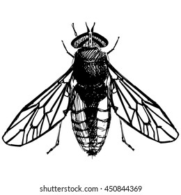 Vector hand drawn illustration of the big fly. ISOLATED.