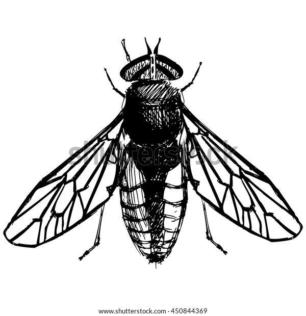 Vector Hand Drawn Illustration Big Fly Stock Vector (royalty Free 