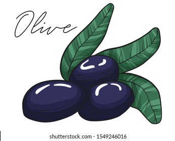 Vector hand drawn illustration of black olives and leaves isolated on white background. Compocition with green heandful of linocut olives